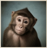 MACACO